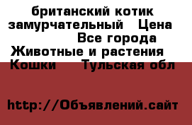 британский котик замурчательный › Цена ­ 12 000 - Все города Животные и растения » Кошки   . Тульская обл.